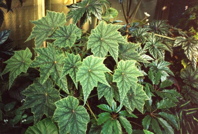 B. ‘Silver Comet’